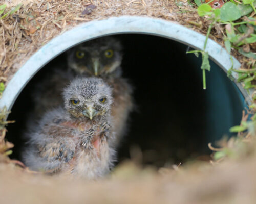 florida burrowing owl babies