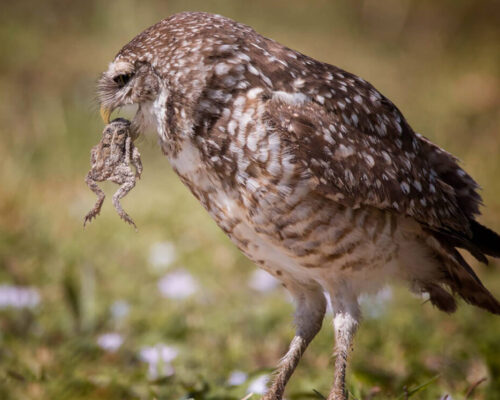 florida burrowing owl eating a frog