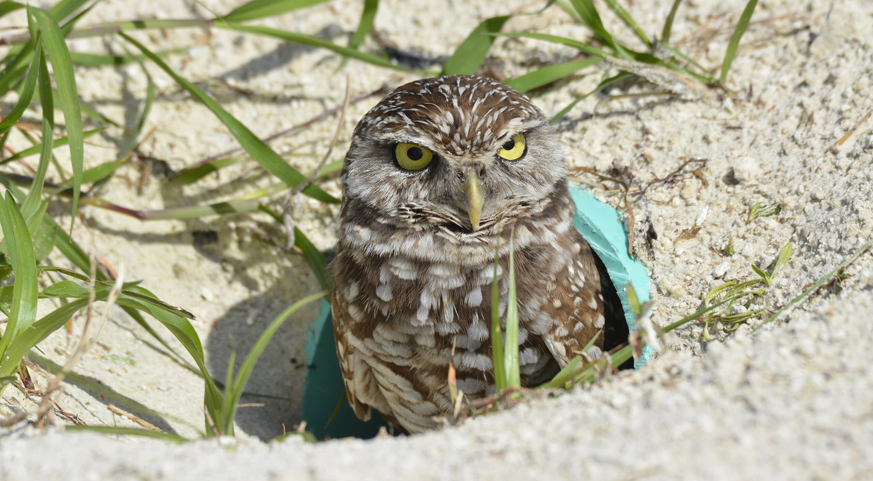 florida burrowing owl